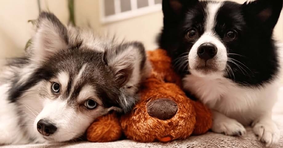 Snuggi KuschelFreund