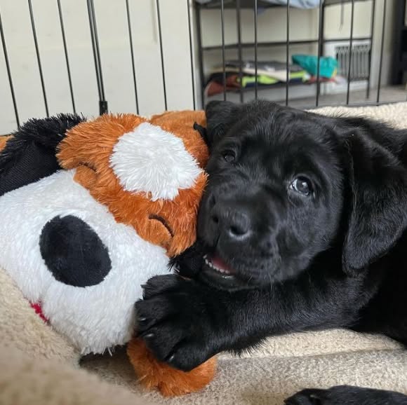 Snuggi KuschelFreund